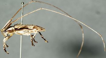 Media type: image;   Entomology 4186 Aspect: habitus lateral view 3